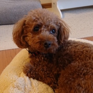 かわいいトイプードル里親様募集です