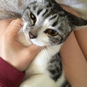 スコティッシュフォールドたち耳美猫ちゃん
