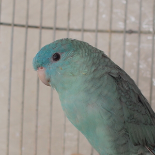 サザナミインコ 里親募集