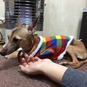 迷い犬です。  里親さん募集中です。