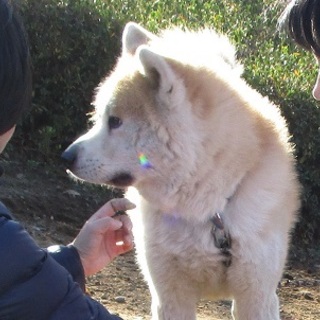 秋田犬のダイ君のお家探しています。交渉中