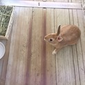 8ヶ月のミニウサギ♂です
