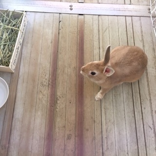 8ヶ月のミニウサギ♂です