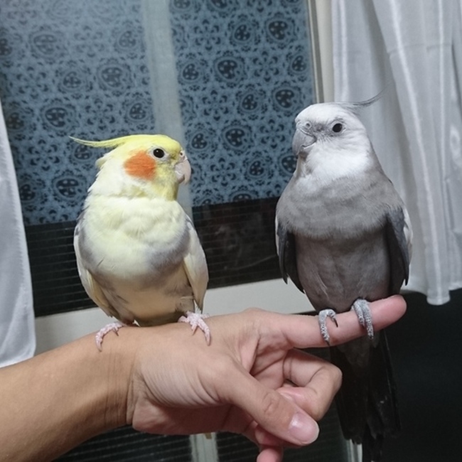 かなごりのカバー写真