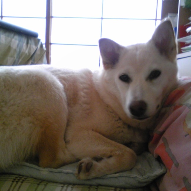 yukiちゃんのカバー写真