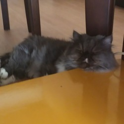 ペットは飼い主に似る