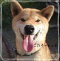 血統書あり柴犬