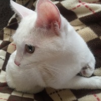 bell