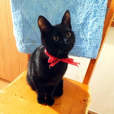 クロネコのジジ風チェロ君。黒猫さんには赤いリボンが良く似合います。