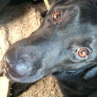 優しい里親さん