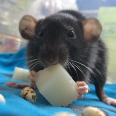 お餅食べました