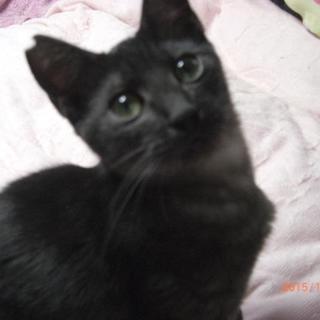 ボク君、不妊済みシェーテッド柄