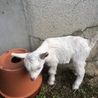 赤ちゃんヤギです。