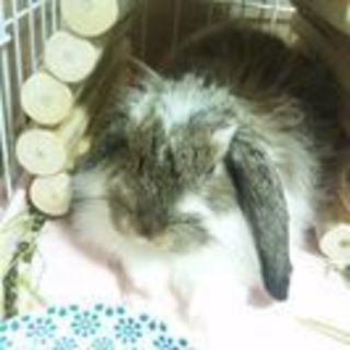 長毛のロップイヤー