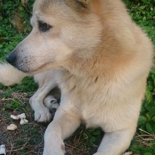 甘えん坊のおりこうさん　素敵な家族を募集します