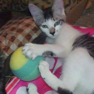 かわいい家族として迎えてください