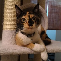 チャア  