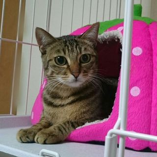 おめめパッチリ甘えん坊、トム 