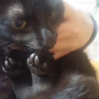 人懐っこすぎる猫☆