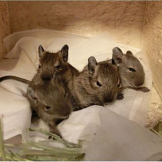 里親決まりました。ありがとう御座いました。