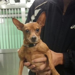 決定しました★満室手前★センターの散歩好きミニピン