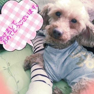 トイプードルのチョコちゃんは３才の優しい女の子です