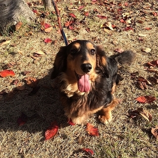 緊急★満室手前！★元気で人懐っこいダックス！