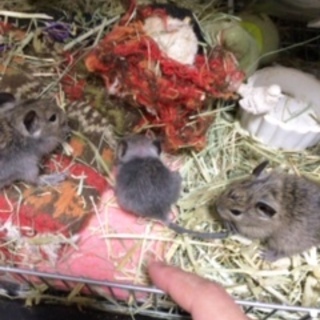 デグー♂里親募集 ※交渉中