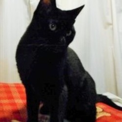 レッド＆ブル、トライアル決定