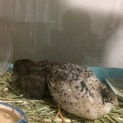 里親さん決まりました！ありがとうございました。