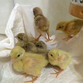 ヒメウズラ雛の里親様募集