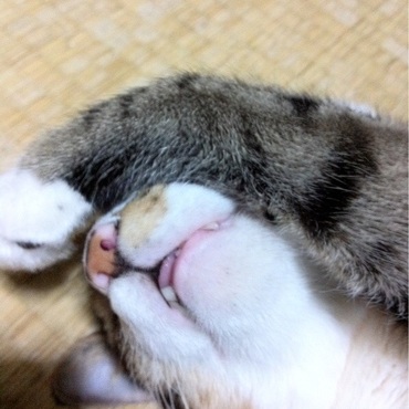 チラッとベロ出ててこの寝相の悪さ…w