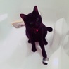 ジジコロ