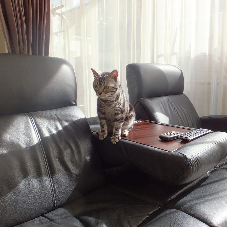 ジョージアのカバー写真