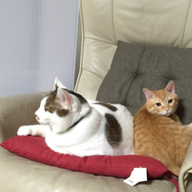 reiko22のカバー写真
