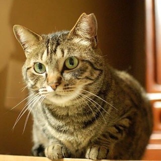 カット耳ちゃん