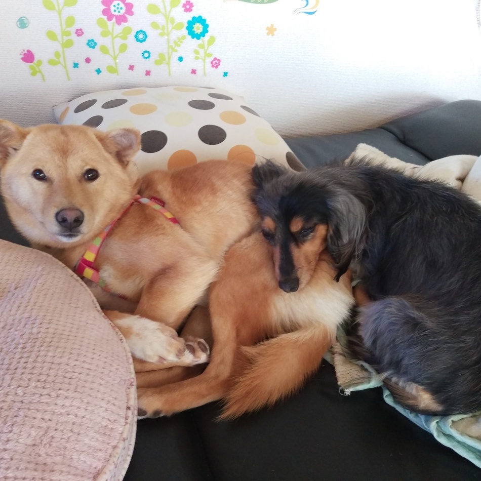 melaのカバー写真