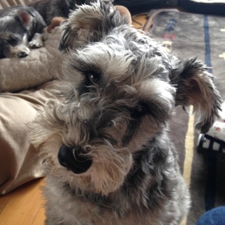 飼い主にとても忠実です！