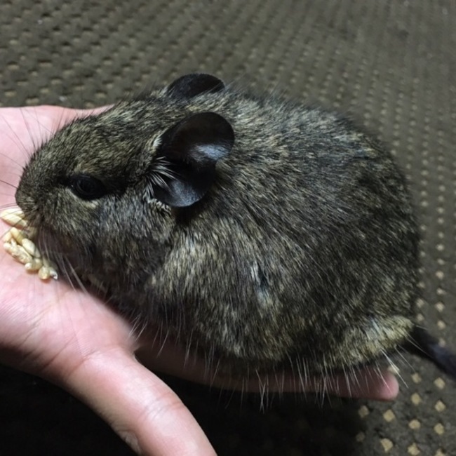 るぎなぎのカバー写真