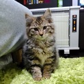 元気いっぱい キジ長毛の子猫 レオ 1.2kg 