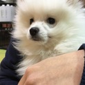 急募  大切に可愛いがって下さる方