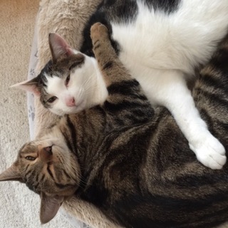 兄妹子猫の里親さん募集中