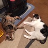 兄妹子猫の里親さん募集中 サムネイル6