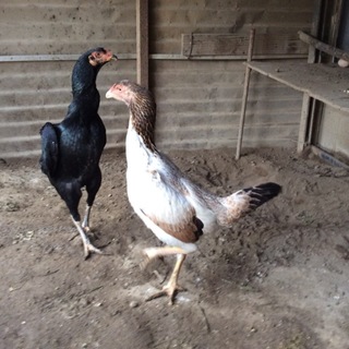 募集一時停止 シャモ 雌3羽