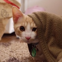 こげまる