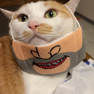  茶トラ♂甘えん坊で人慣れしてます。