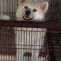 秋田犬の女の子、萌子(もこ)ちゃん