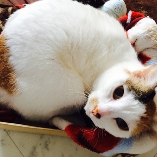 三毛猫♀甘えん坊