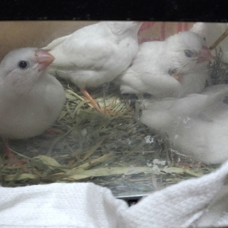 白キンカ鳥の里親様募集します