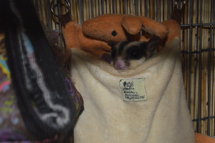 フクロモモンガ親子4匹の里親さん募集 サムネイル2